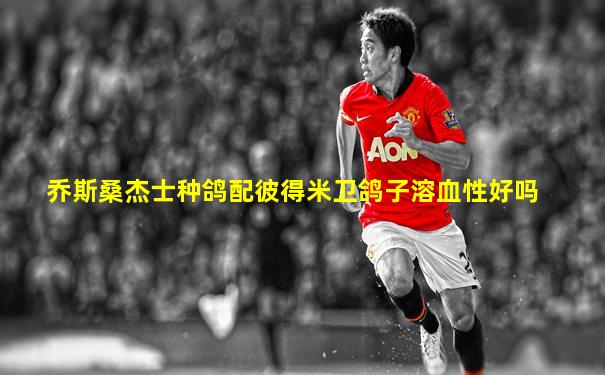 乔斯桑杰士种鸽配彼得米卫鸽子溶血性好吗