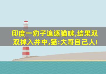印度一豹子追逐猫咪,结果双双掉入井中,猫:大哥自己人!