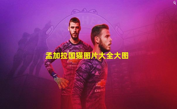 孟加拉国猫图片大全大图